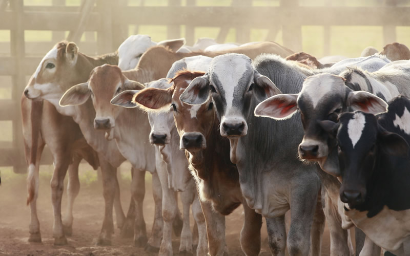 Advantages-and-disadvantages-of-intensive-livestock-farming